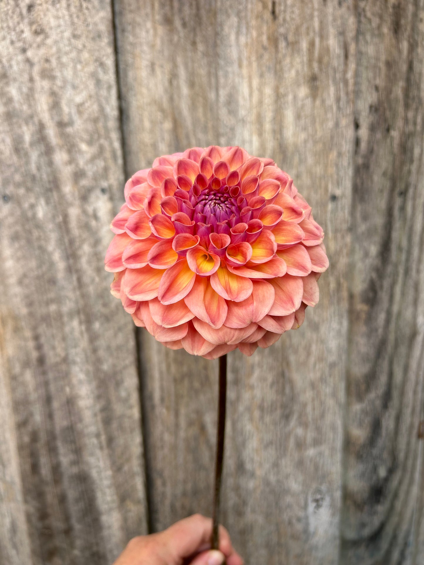 Breannon