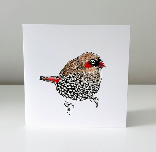 Art Card - Red-eared Firetail Finch