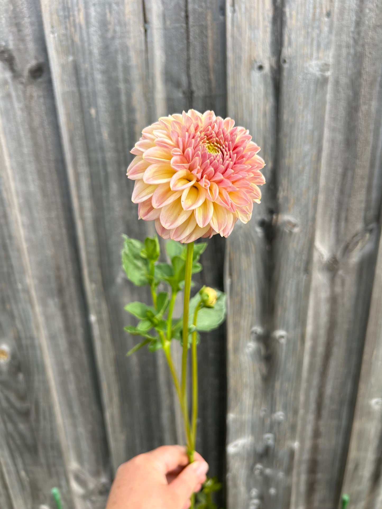 Florelie Harmony