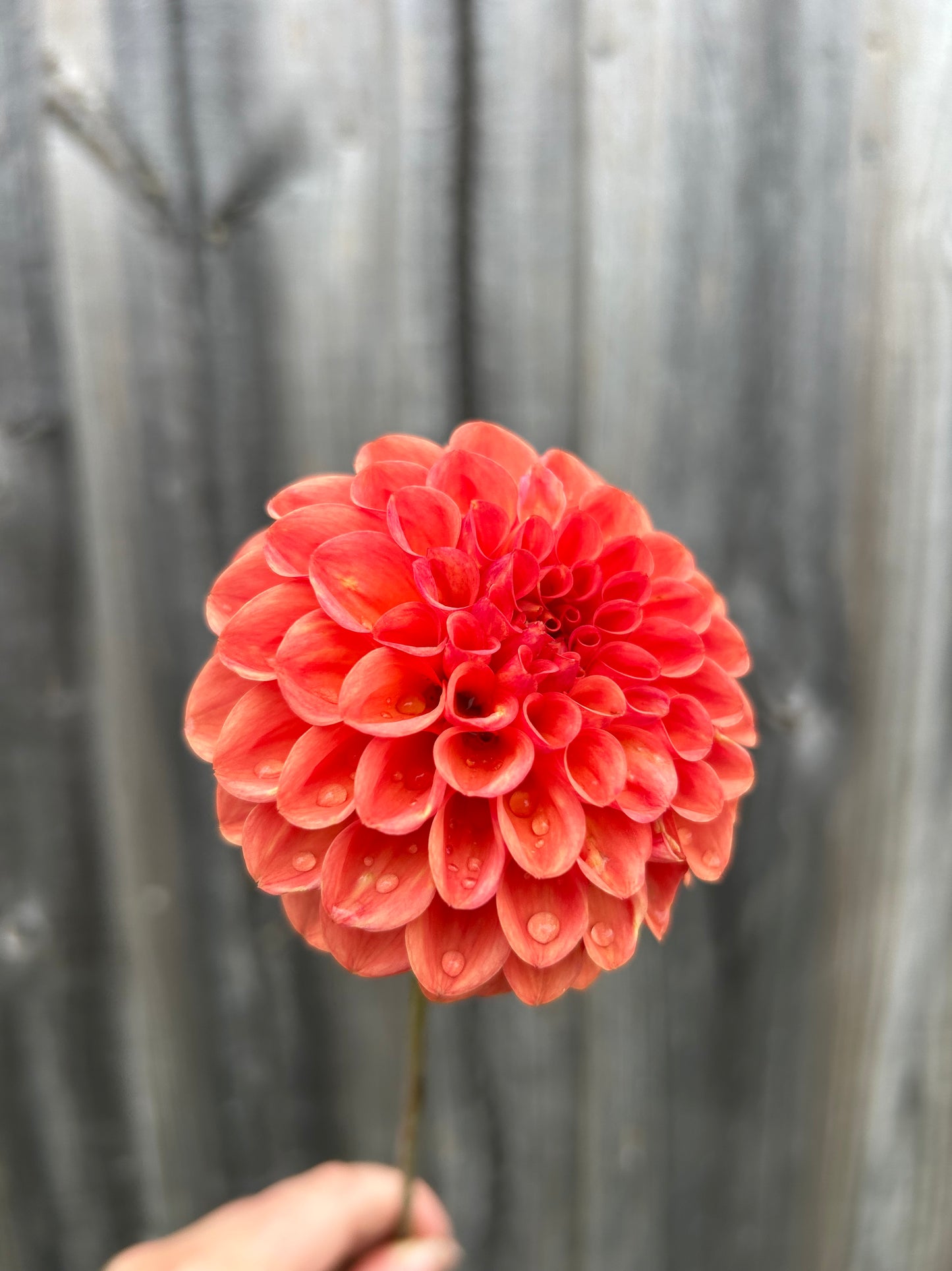 Florelie Angostura