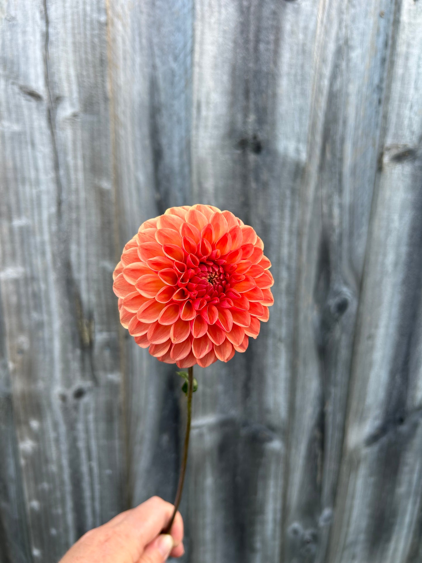 Florelie Angostura