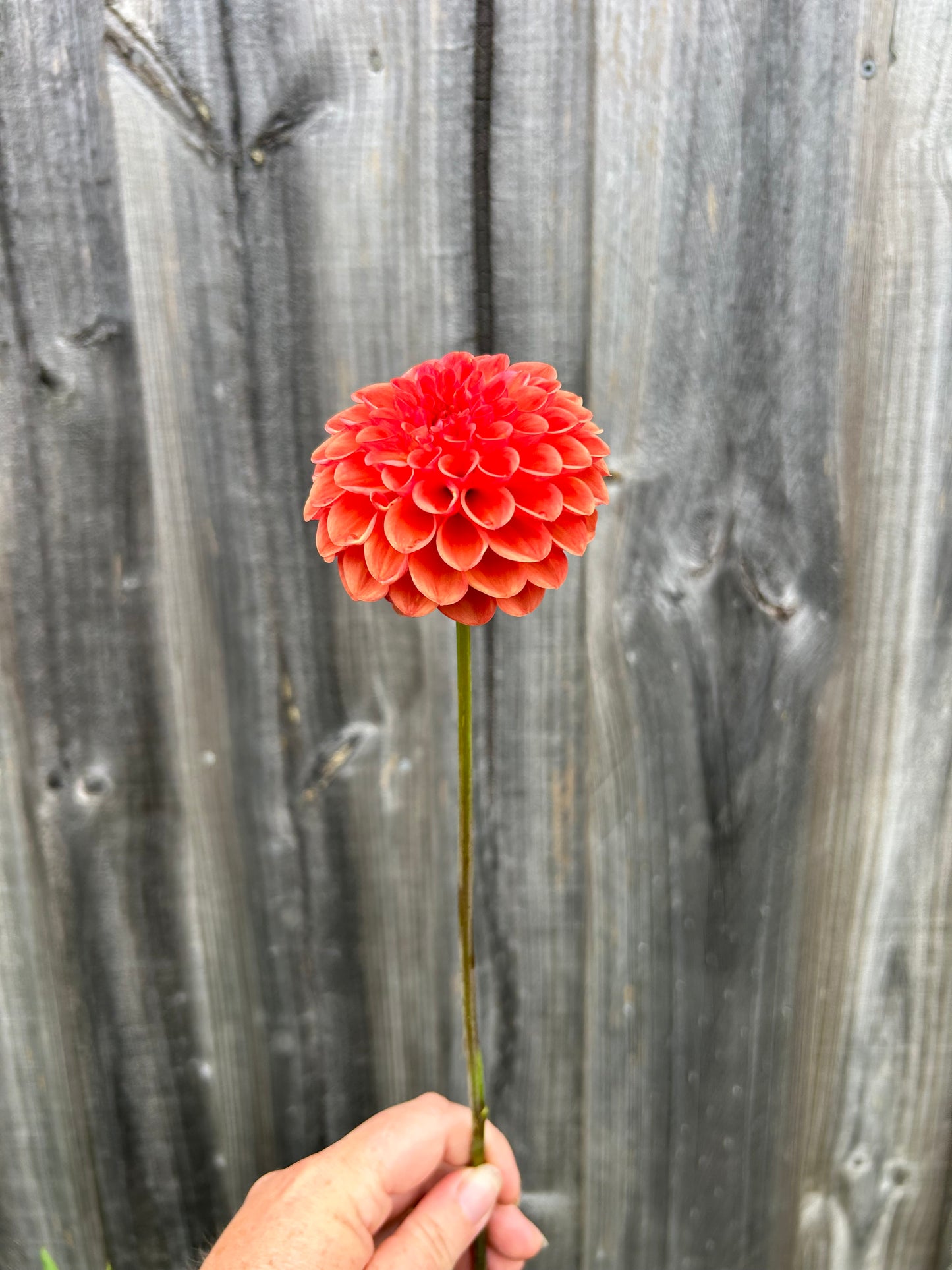 Florelie Angostura