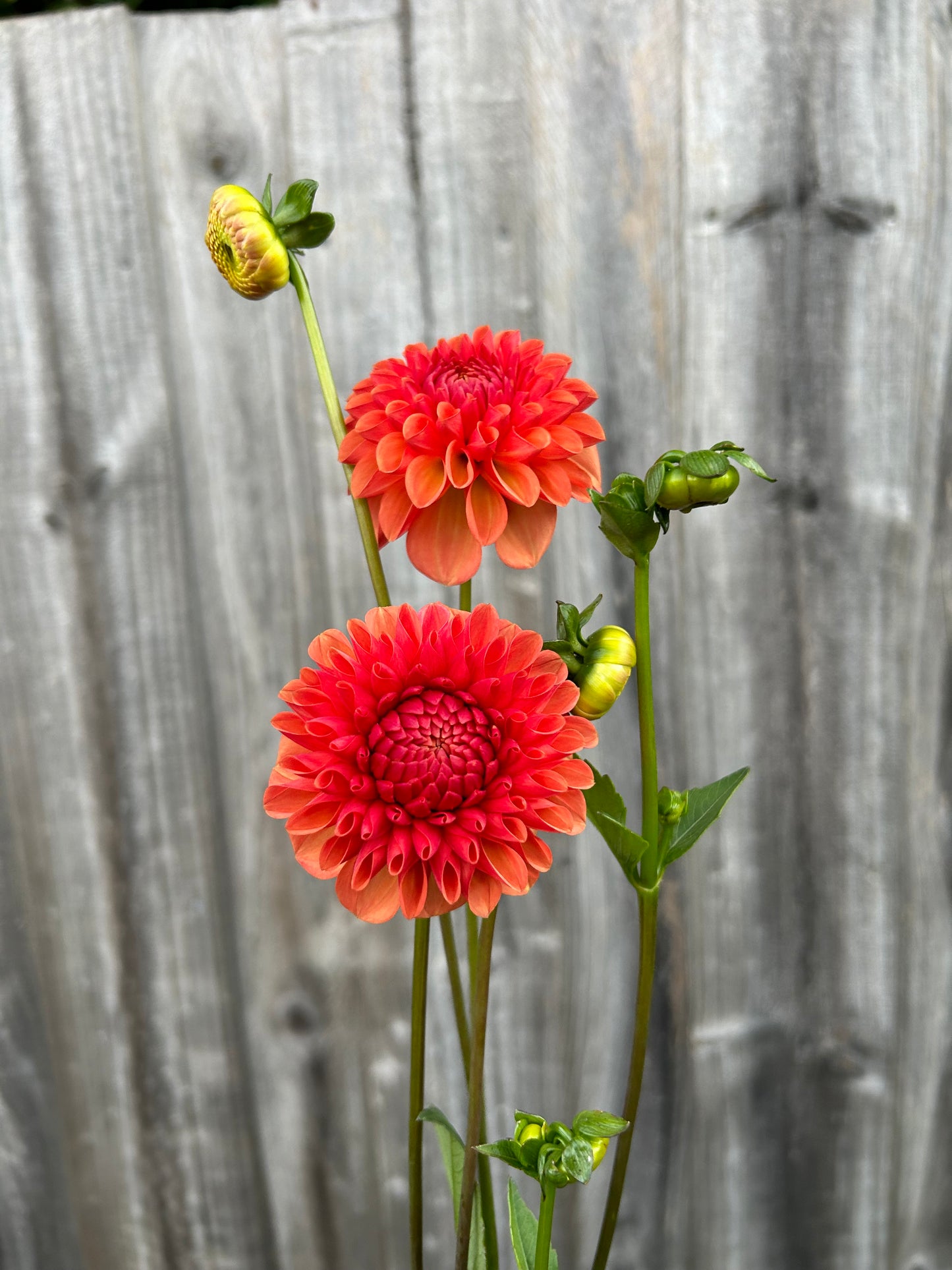 Florelie Angostura