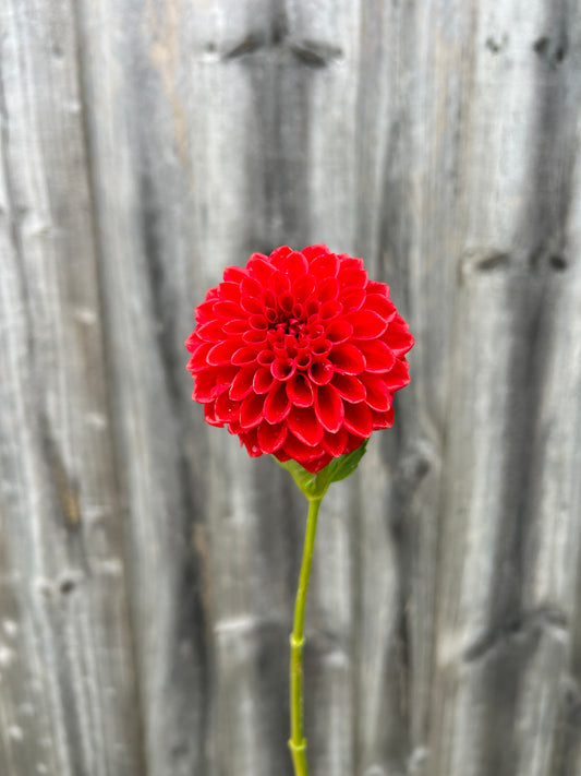 Florelie Ponyo