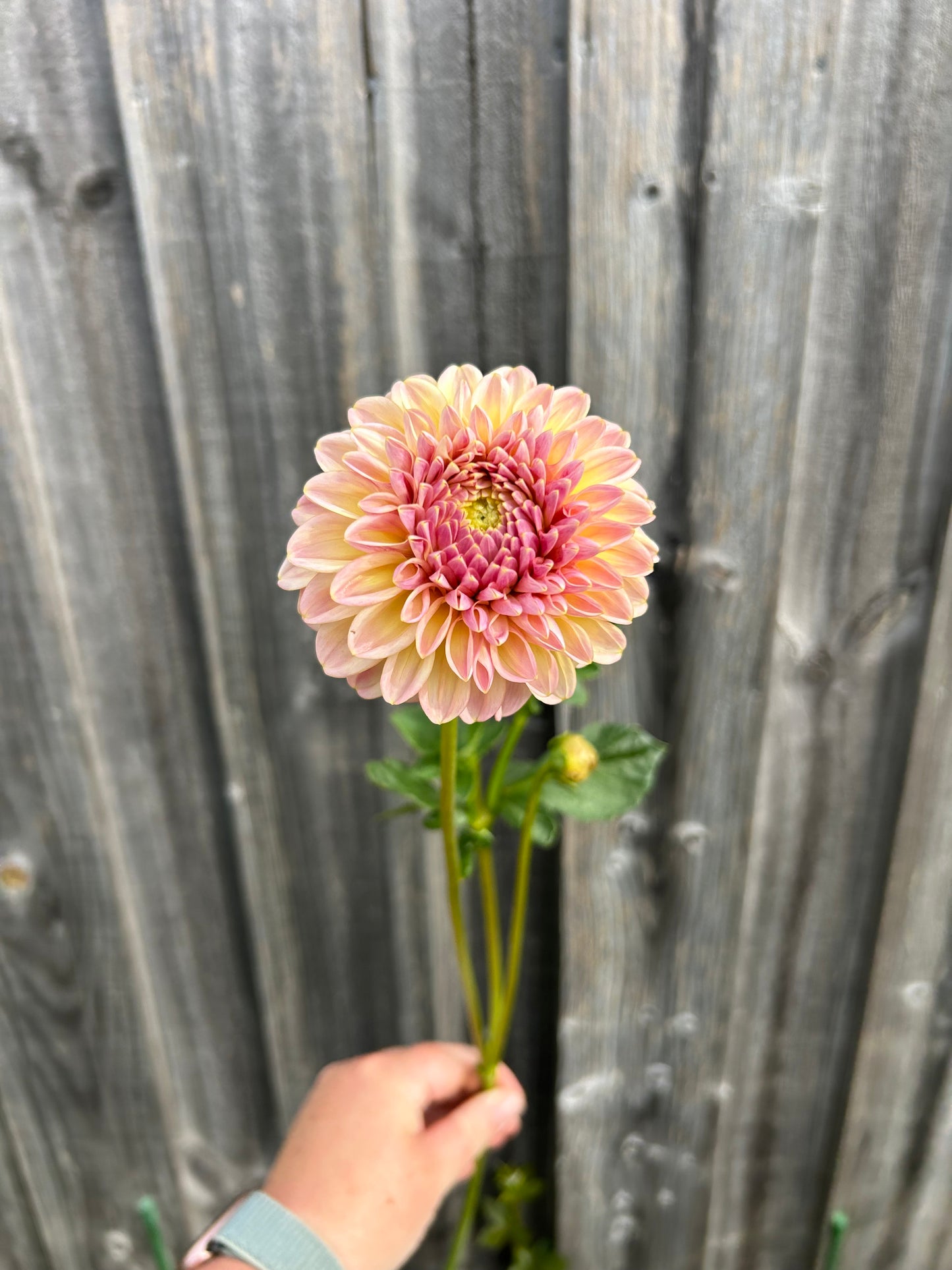 Florelie Harmony