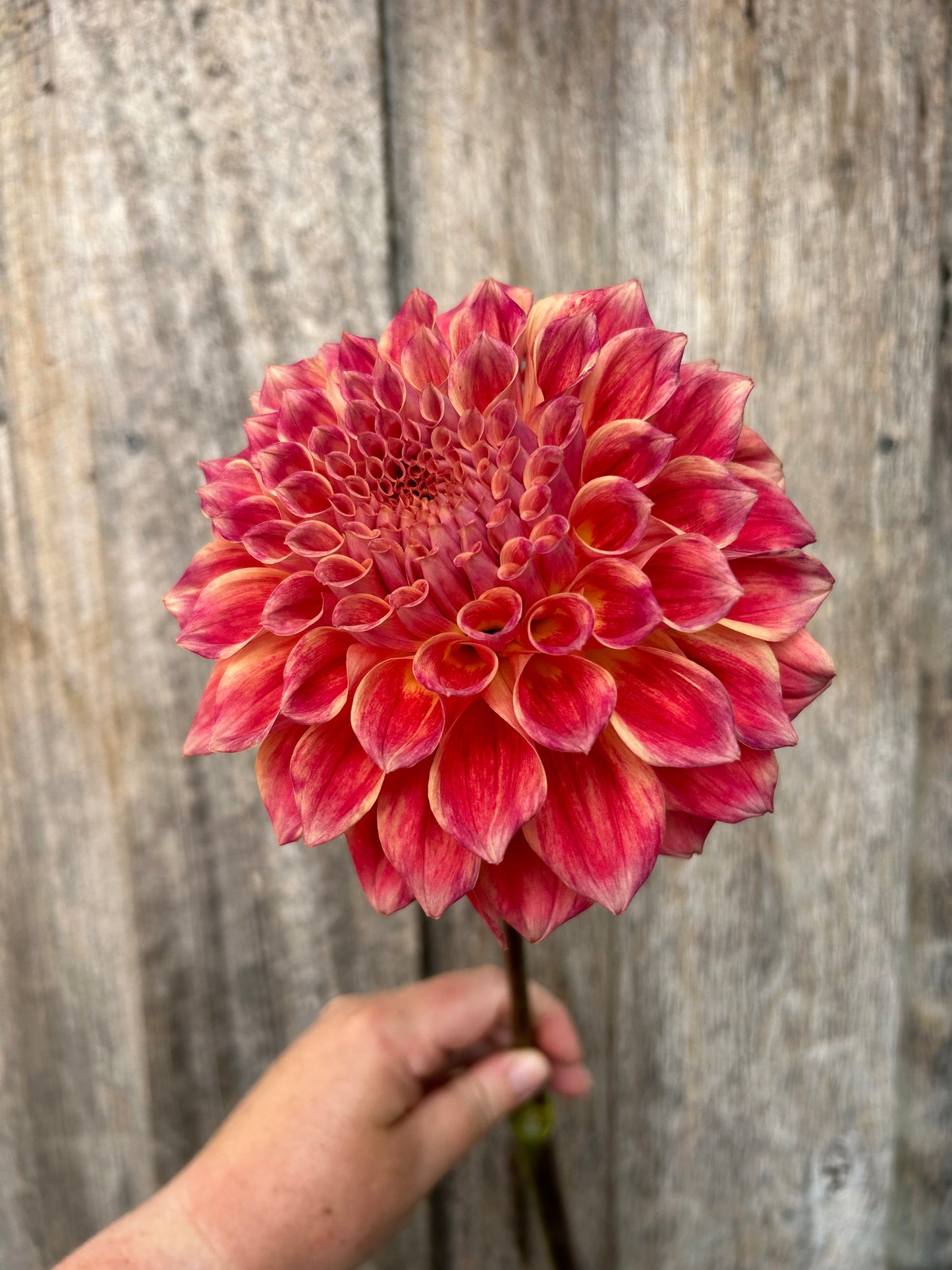 Winkie Rhubarb