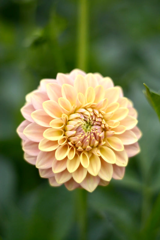 Florelie Fruit Tingle