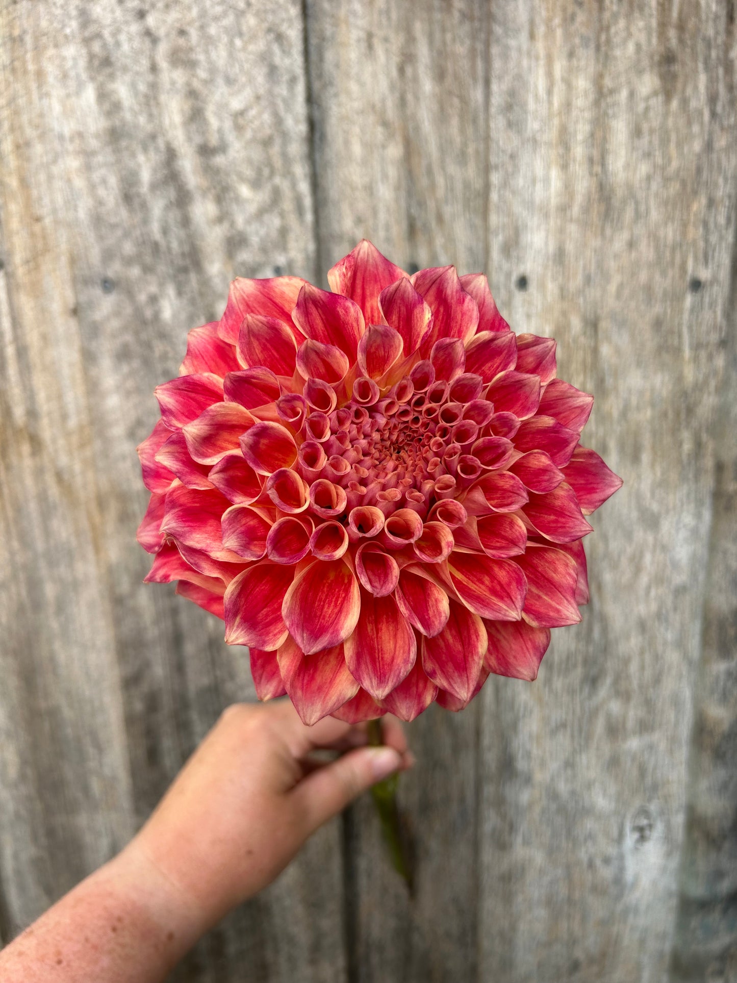 Winkie Rhubarb