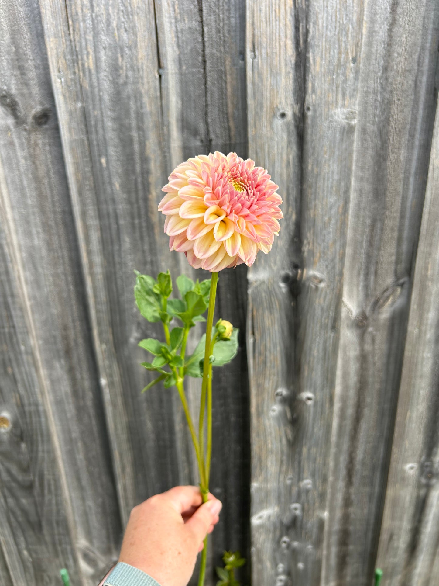 Florelie Harmony