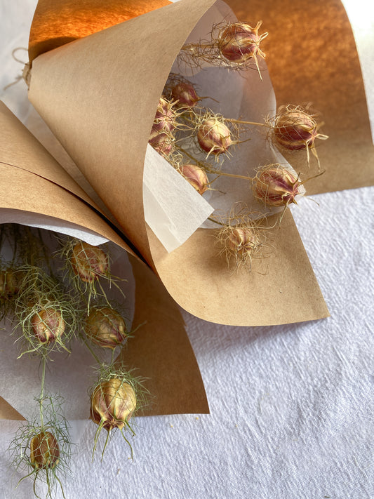 Dried Nigella pods