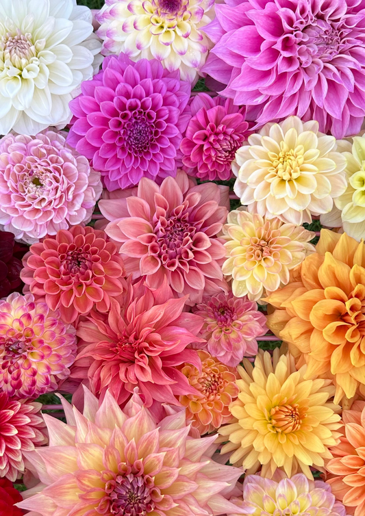 Mystery Box of Dahlia Tubers